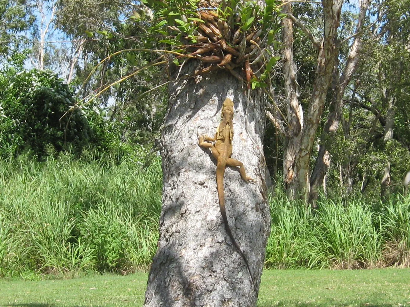 frilled lizard in natural habitat