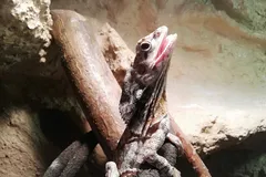 frilled lizard in natural habitat
