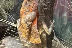 frilled lizard in natural habitat