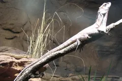 frilled lizard in natural habitat