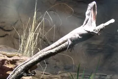frilled lizard in natural habitat