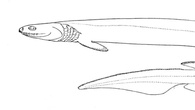Frilled Shark in natural habitat