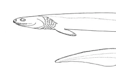 Frilled Shark