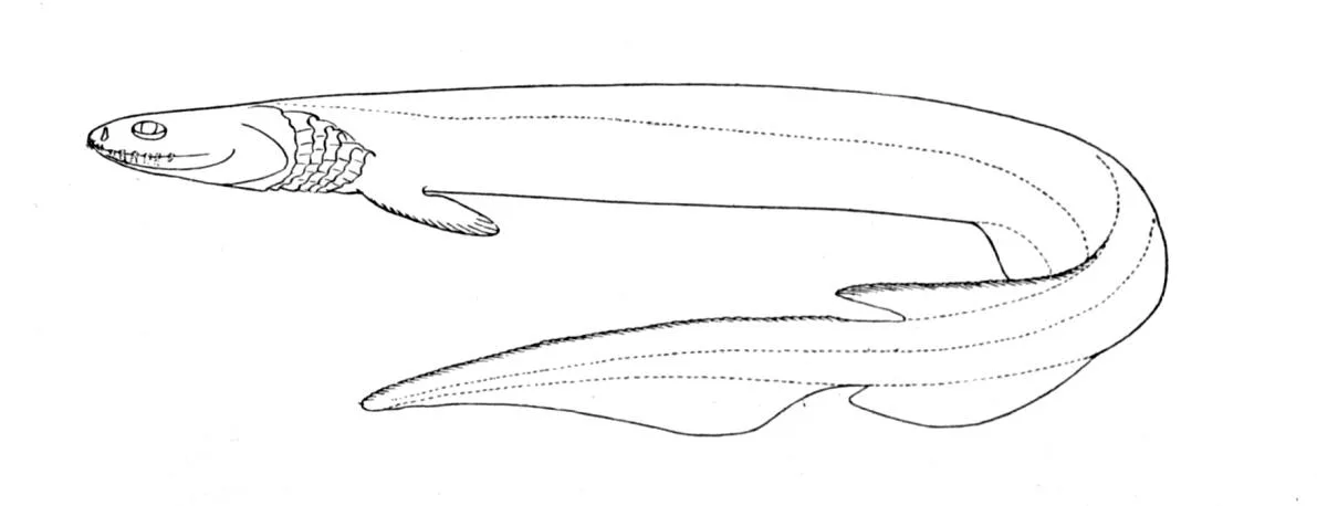 Frilled Shark