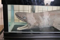 Frilled Shark head profile in deep water