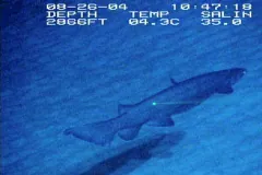 Frilled Shark in natural habitat