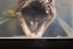 Frilled Shark in natural habitat
