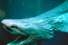 Frilled Shark lateral cranial profile