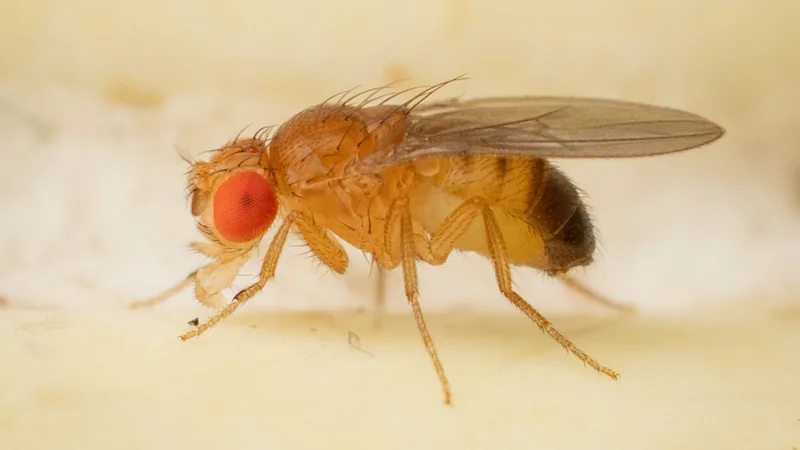 Fruit fly with bright red eyes and a striped abdomen standing on a pale surface