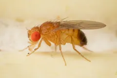 Fruit fly with bright red eyes and a striped abdomen standing on a pale surface