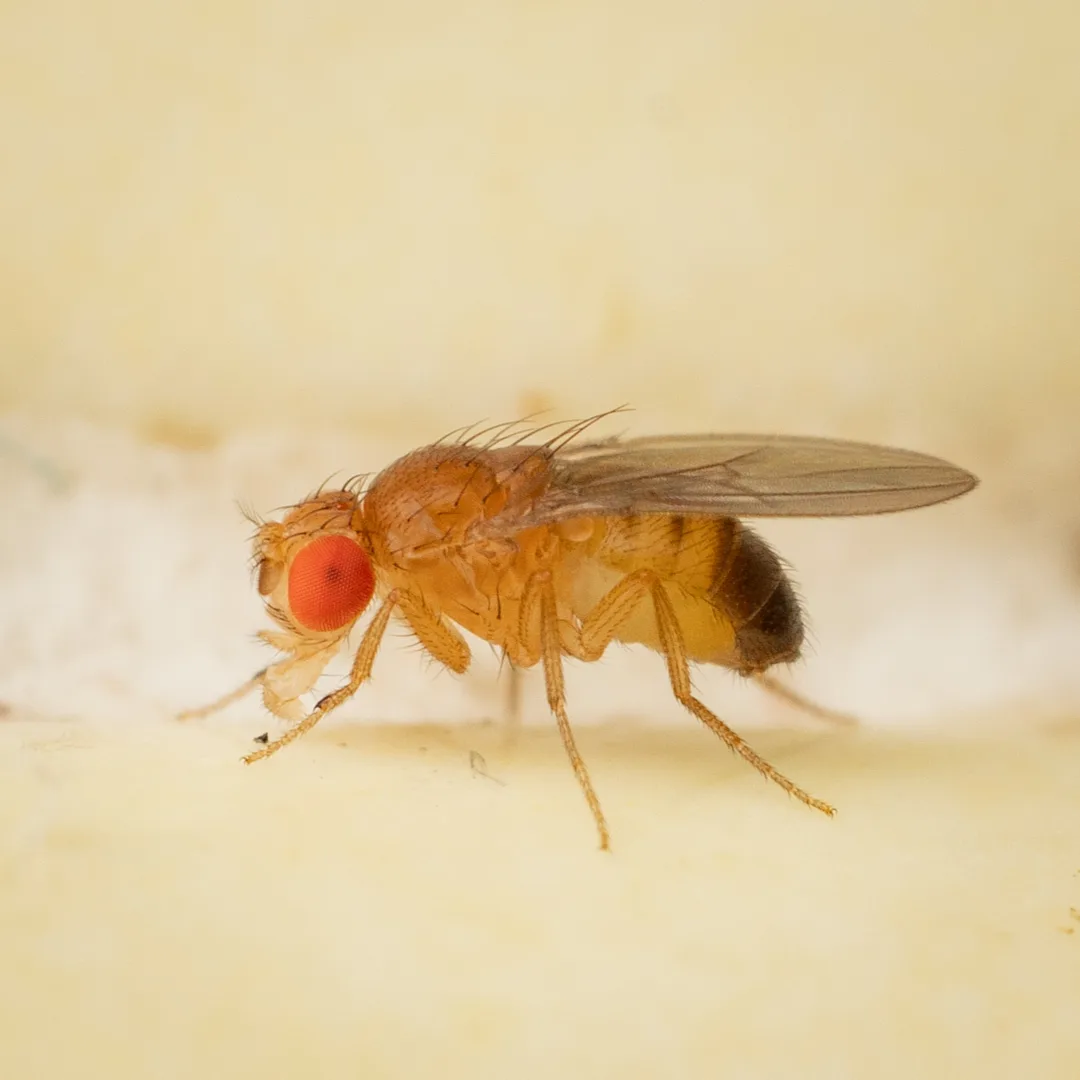 Fruit Fly
