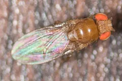 Fruit fly from above, its rainbow-sheened wings folded over its body