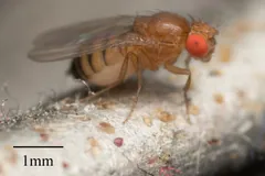 Fruit fly side view showing red compound eyes and dark bands across the abdomen