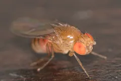 Fruit fly close-up on a dark surface, facing the camera