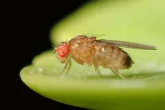 Common fruit fly on the tip of a green leaf