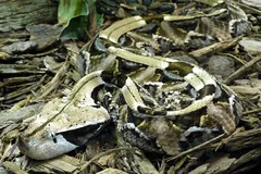 gaboon viper in natural habitat