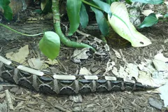 gaboon viper in natural habitat
