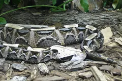 gaboon viper in natural habitat