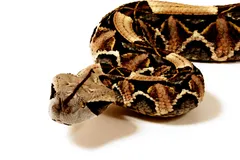 gaboon viper in natural habitat
