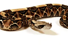 gaboon viper in natural habitat