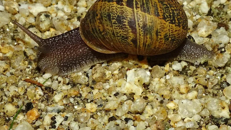 Garden snail gliding over coarse sand, banded brown shell and long eye stalks