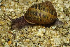 Garden Snail