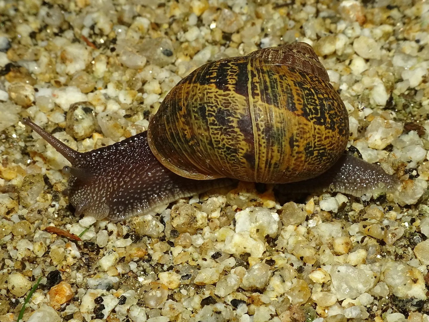 Garden snail gliding over coarse sand, banded brown shell and long eye stalks