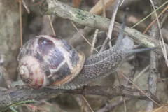Garden snail stretched along a dry twig, foot extended and tentacles out