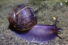 Garden snail crawling over damp ground, its wet foot shining