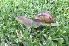 Garden snail crossing short green grass with its shell raised