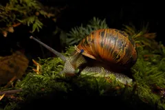 Garden snail on a mossy log at night, mottled shell lit from the side