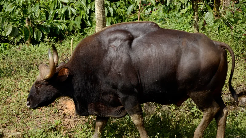 Gaur in this matchup