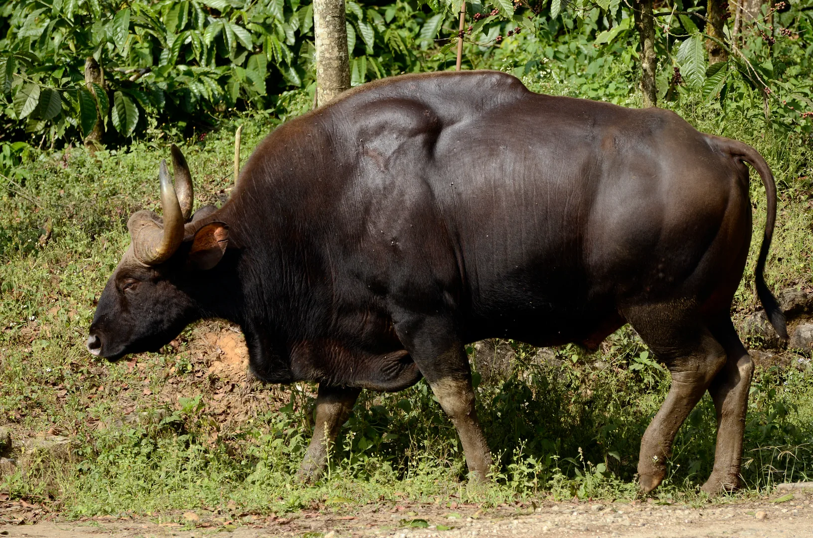 Massive dark gaur bull with a muscular shoulder hump walking through forest undergrowth