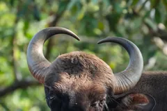 Head-on view of a gaur with thick curved horns and a pale forehead