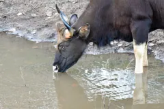 Gaur with white lower legs bending to drink at a waterhole