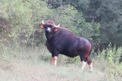 Gaur bull standing in a forest clearing, looking towards the camera