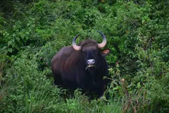 Gaur foraging among dense green bushes