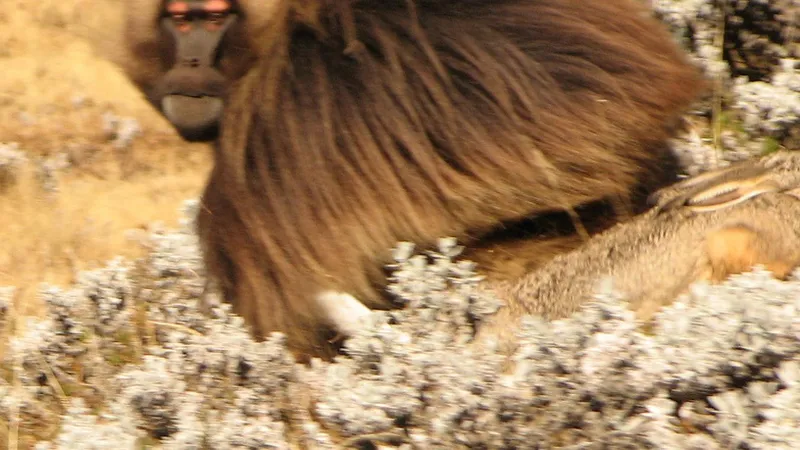 Gelada (Theropithecus gelada) in native wild habitat