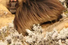 Gelada (Theropithecus gelada) in native wild habitat
