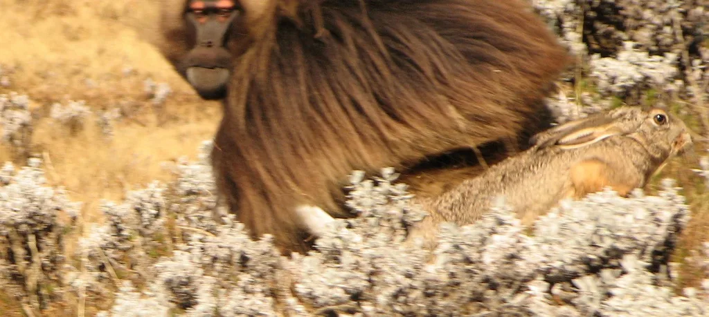 Gelada (Theropithecus gelada) in native wild habitat