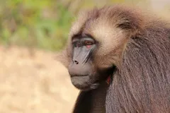 Gelada (Theropithecus gelada) male head and distinctive facial profile