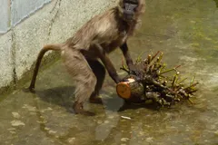 Gelada (Theropithecus gelada) in native wild habitat