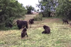 Gelada (Theropithecus gelada) in native wild habitat