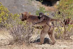 Gelada (Theropithecus gelada) in native wild habitat