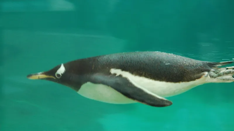 Gentoo penguin standing tall on sub-Antarctic shoreline showing bright orange bill