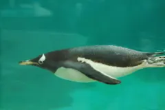 Gentoo penguin standing tall on sub-Antarctic shoreline showing bright orange bill