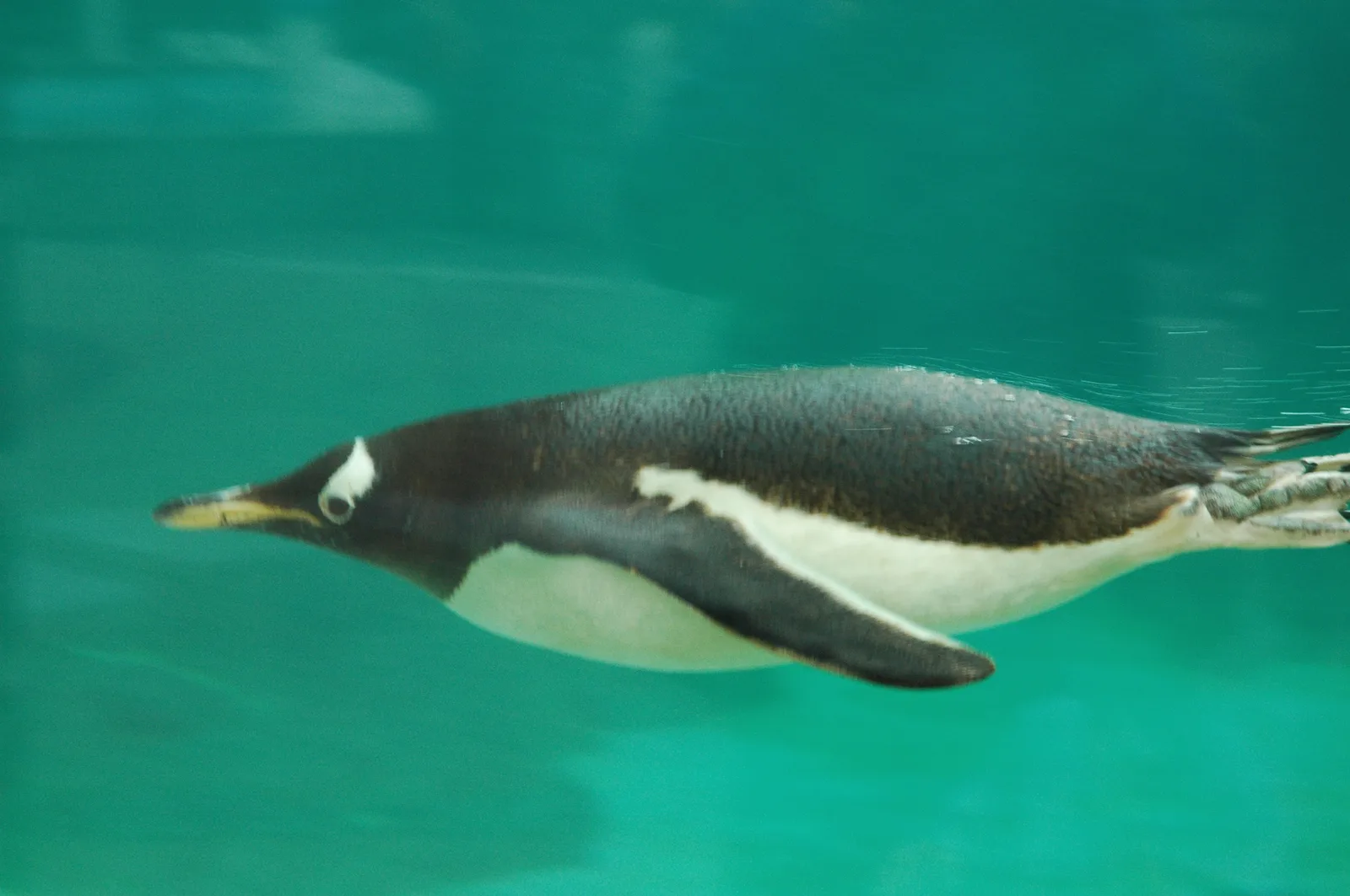Gentoo penguin standing tall on sub-Antarctic shoreline showing bright orange bill