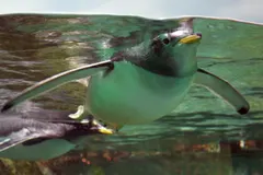 Gentoo penguin porpoising at high speed through icy polar ocean waters