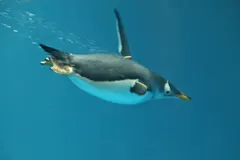 Pair of gentoo penguins exchanging smooth stone pebbles at nesting colony