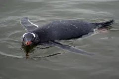 Gentoo penguin diving torpedo-fast beneath floating sea ice